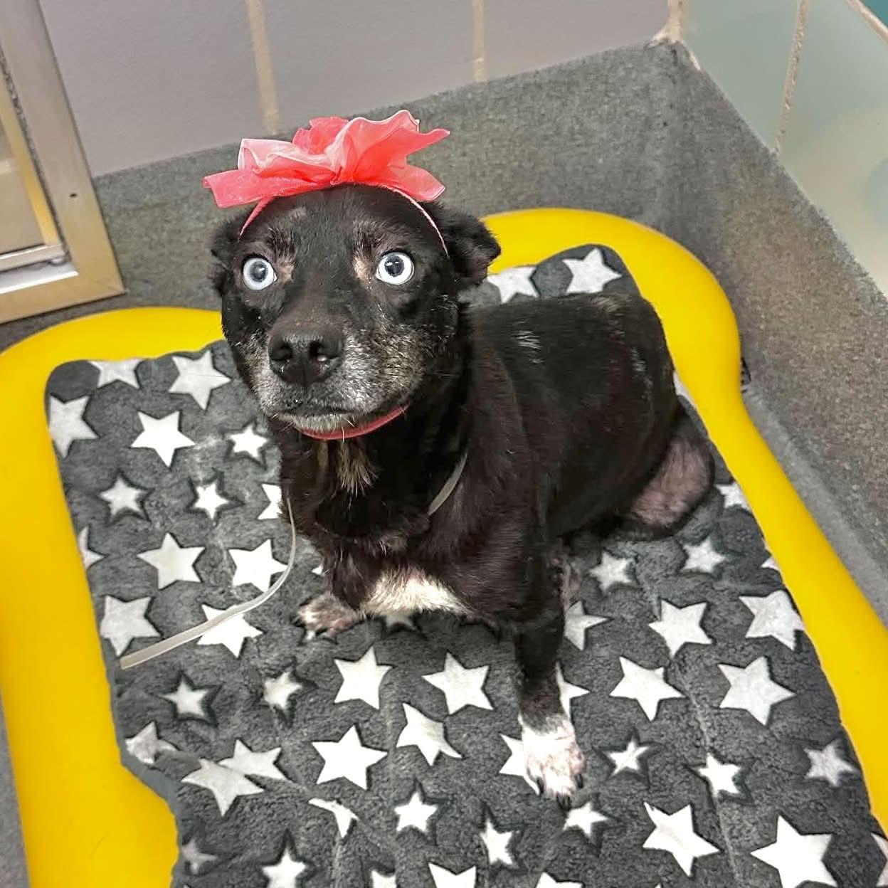 Enlarge Berry, a Adoptable mixed breed in Boulder, CO image 1/3