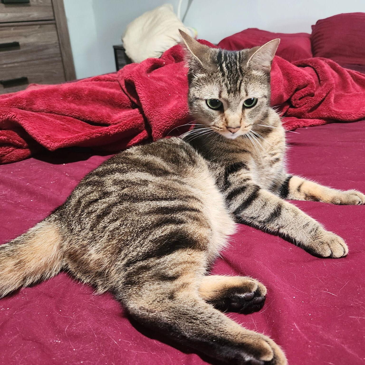 Lilly of the Valley, a Adoptable Domestic Short Hair in Brooklyn, NY image 1/3