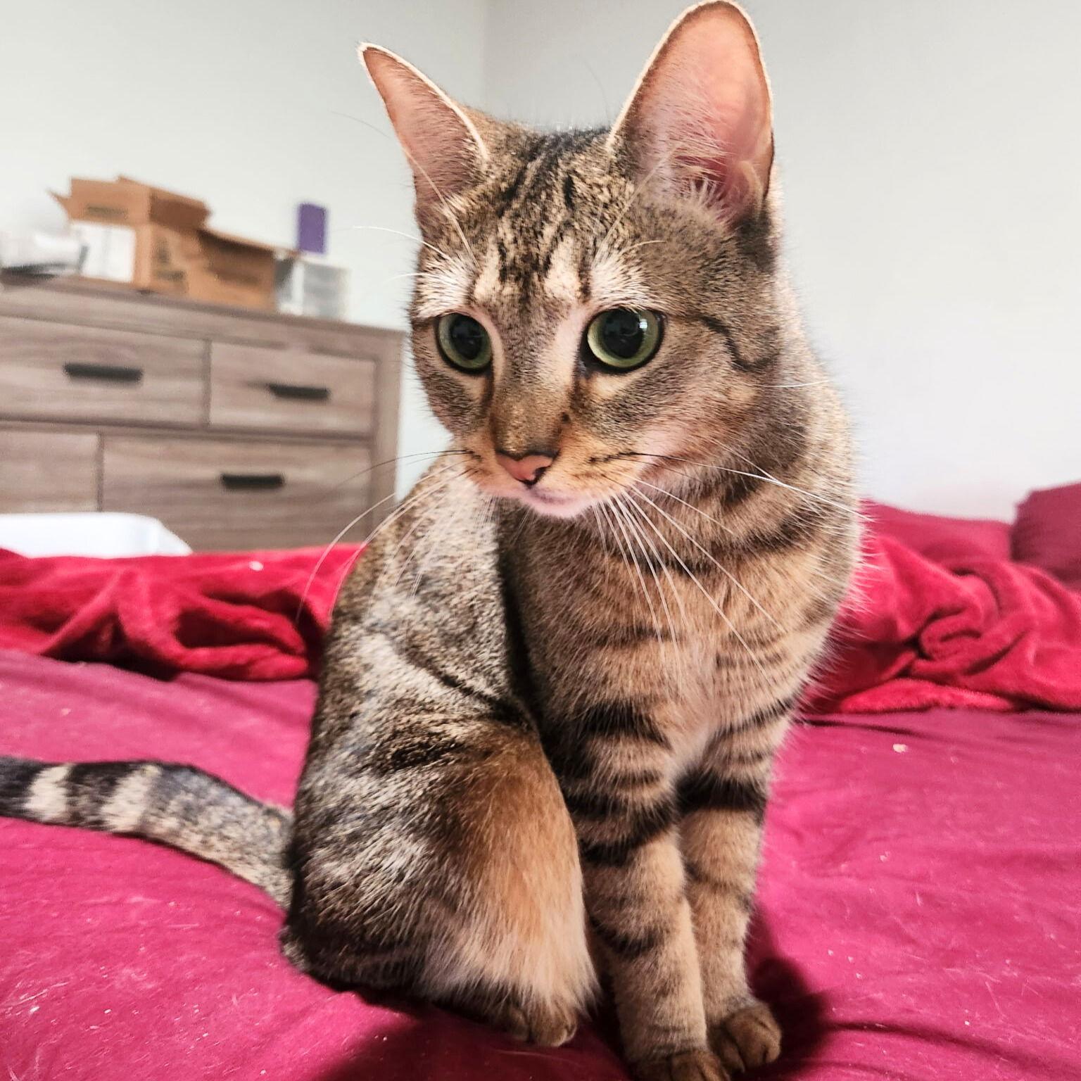 Lilly of the Valley, a Adoptable Domestic Short Hair in Brooklyn, NY image 2/3