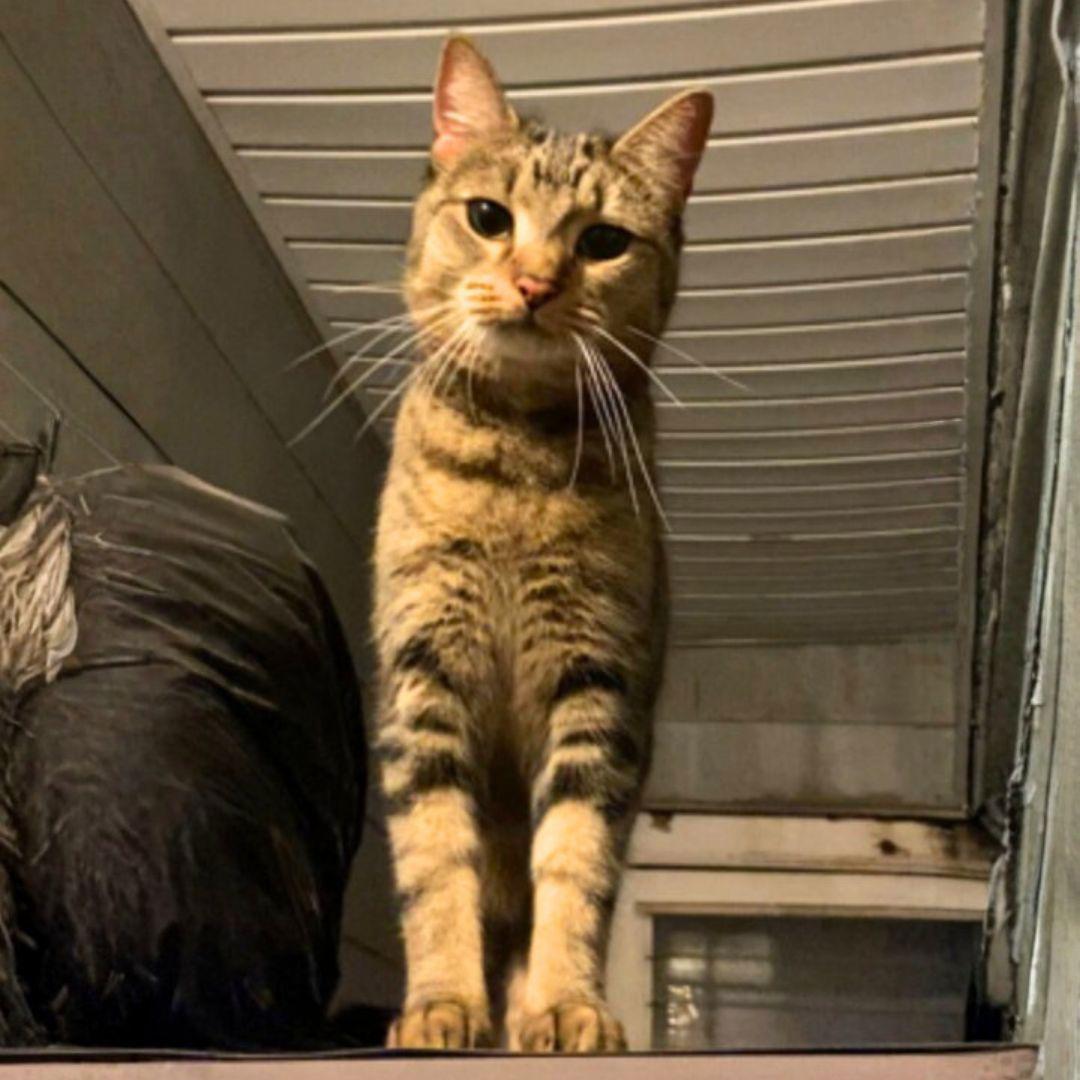 Lilly of the Valley, Adoptable, Adult Female Domestic Short Hair.