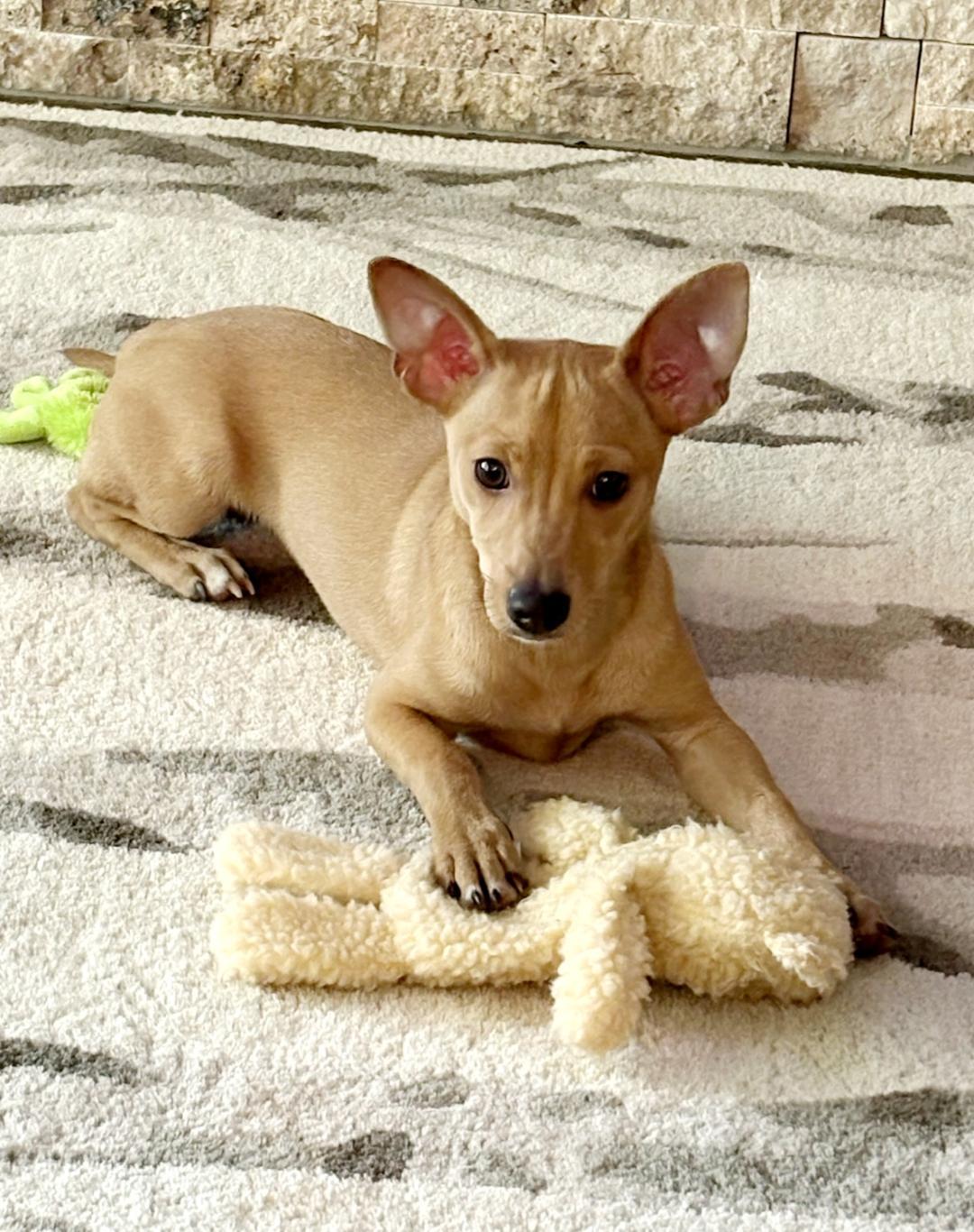 Enlarge Otis, a Adoptable mixed breed in Wichita, KS image 1/2