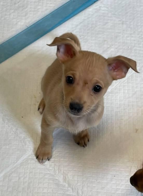 Otis, Adoptable, Puppy Male Miniature Pinscher & Chihuahua.