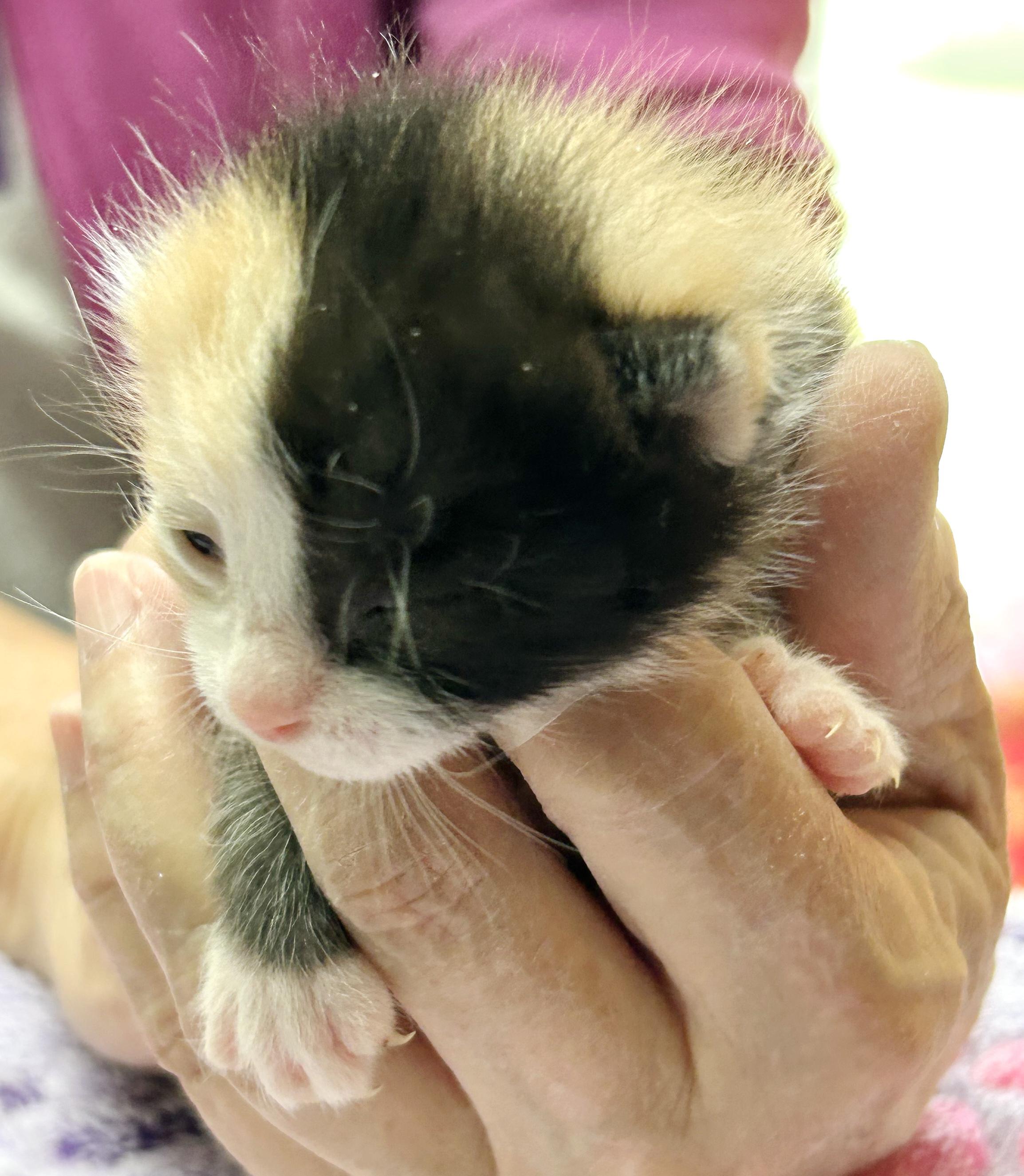 Tutti Frutti, an adopted mixed breed in Bulverde, TX image 5/6