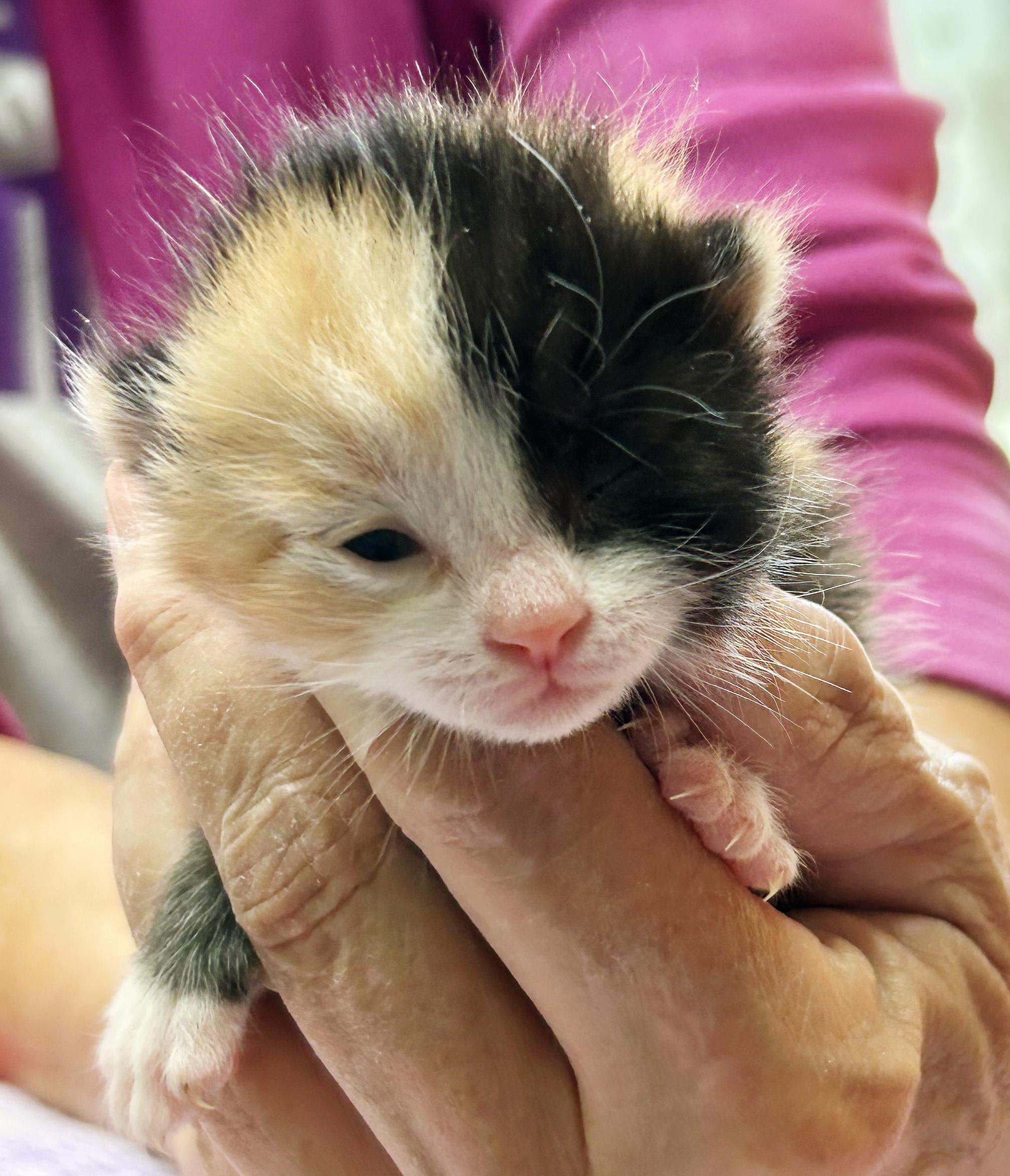 Tutti Frutti, an adopted mixed breed in Bulverde, TX image 3/6