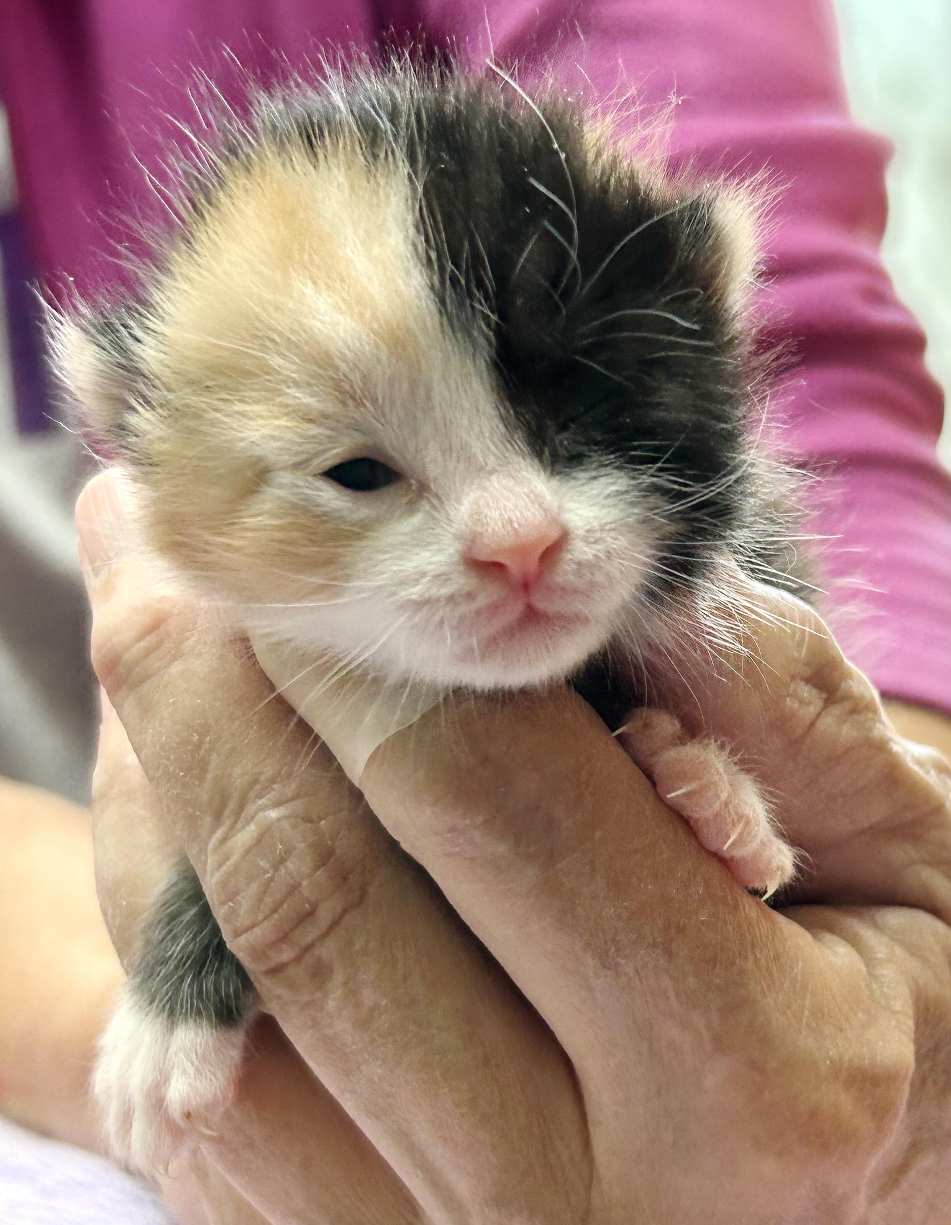 Tutti Frutti, an adopted mixed breed in Bulverde, TX image 1/6