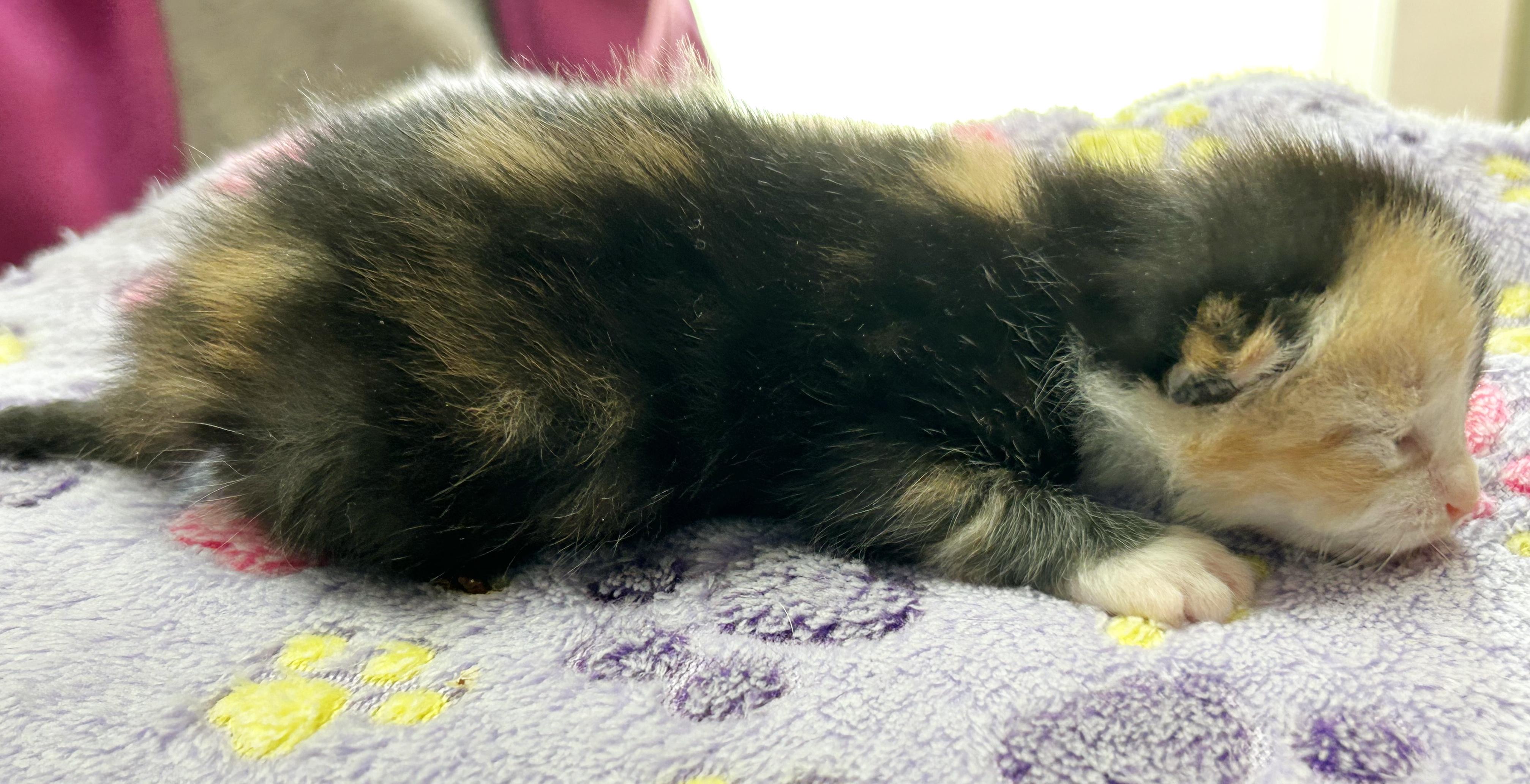 Tutti Frutti, an adopted mixed breed in Bulverde, TX image 4/6