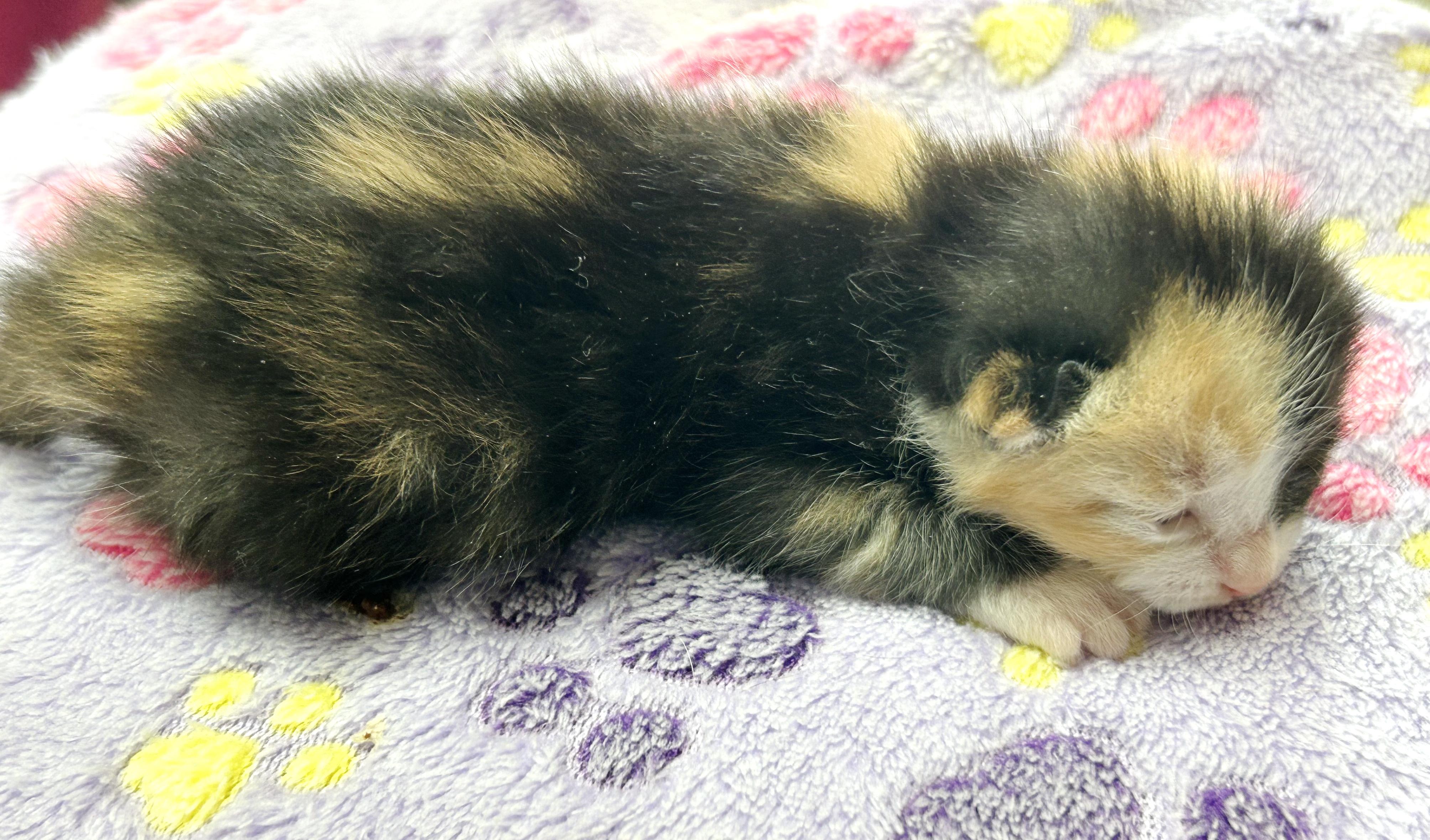 Tutti Frutti, an adopted mixed breed in Bulverde, TX image 2/6