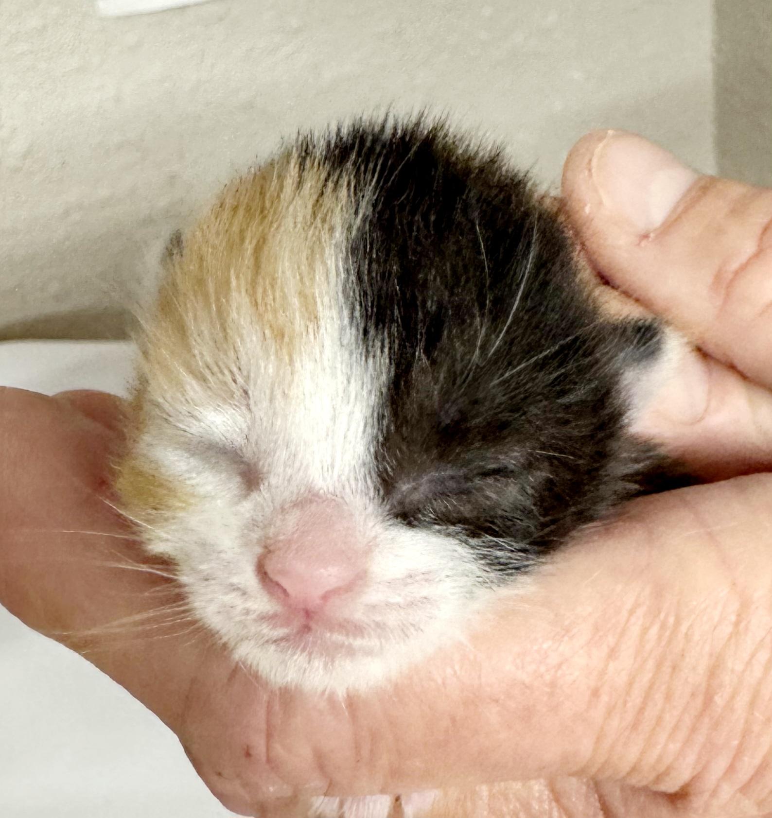 Tutti Frutti, an adopted mixed breed in Bulverde, TX image 6/6