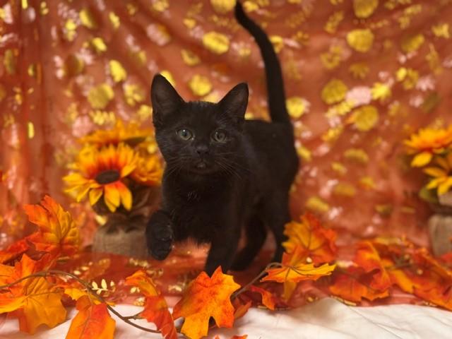 BRENDA, Adoptable, Kitten Female Domestic Short Hair.