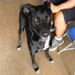 Nova, Adoptable, Adult Female Black Labrador Retriever & Mixed Breed.