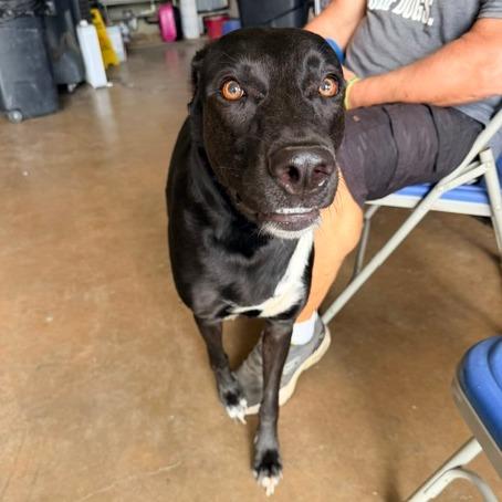 Enlarge Nova, a Adoptable mixed breed in Denison, TX image 2/4