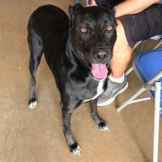 Enlarge Nova, a Adoptable mixed breed in Denison, TX image 3/4