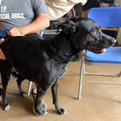 Enlarge Nova, a Adoptable mixed breed in Denison, TX image 4/4