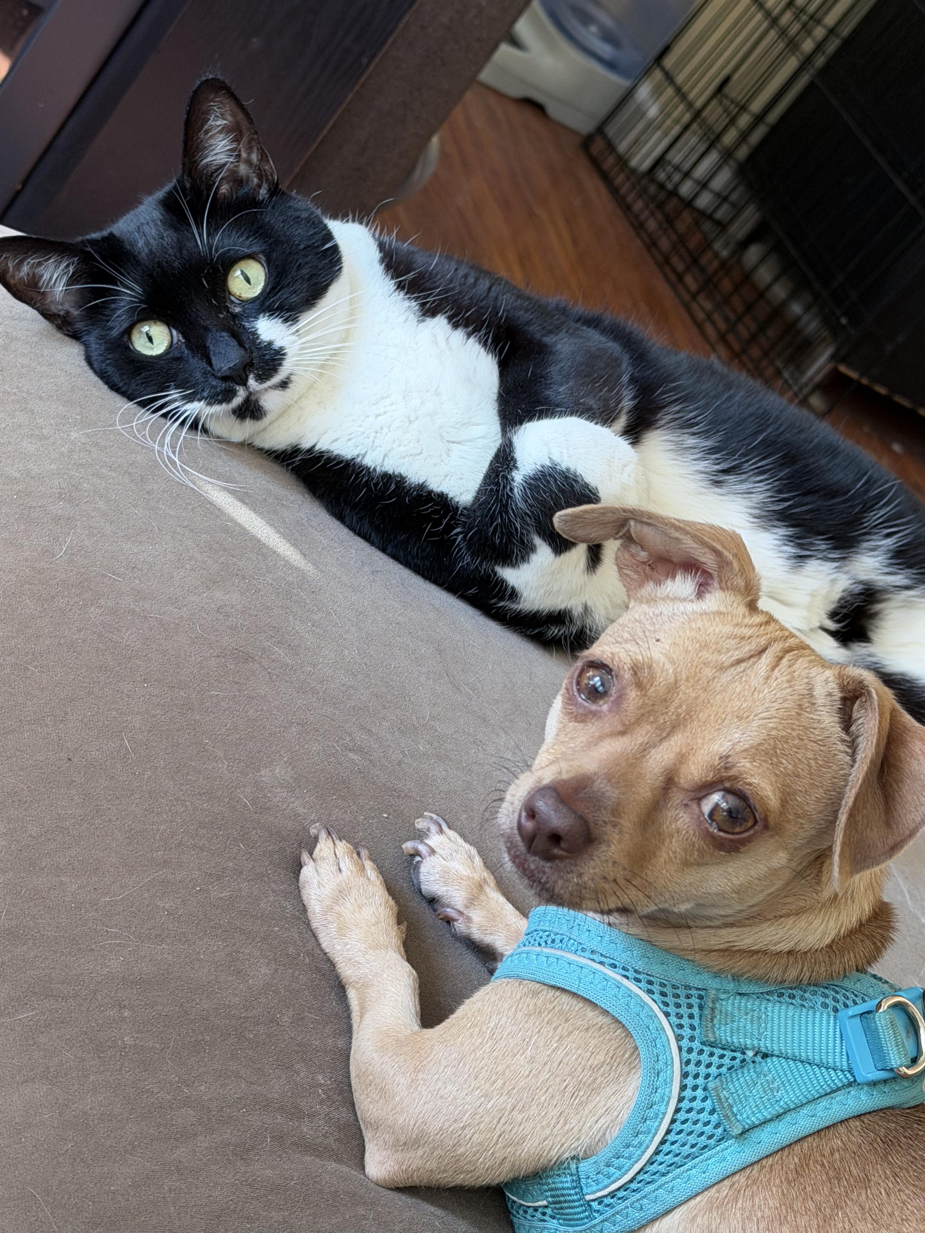 Tinkerbell, Adoptable, Young Female Chiweenie.