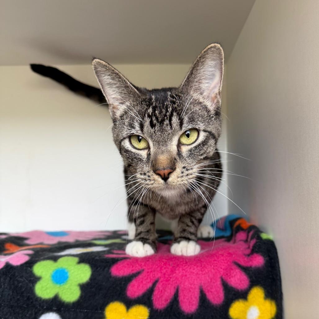 Nimble, Adoptable, Adult Female Domestic Short Hair.