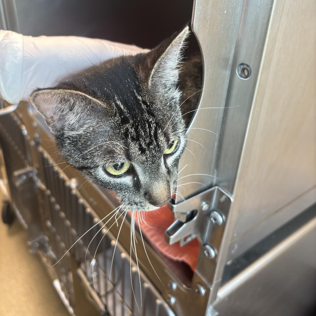 Nimble, a Adoptable Domestic Short Hair in Council Bluffs, IA image 2/6