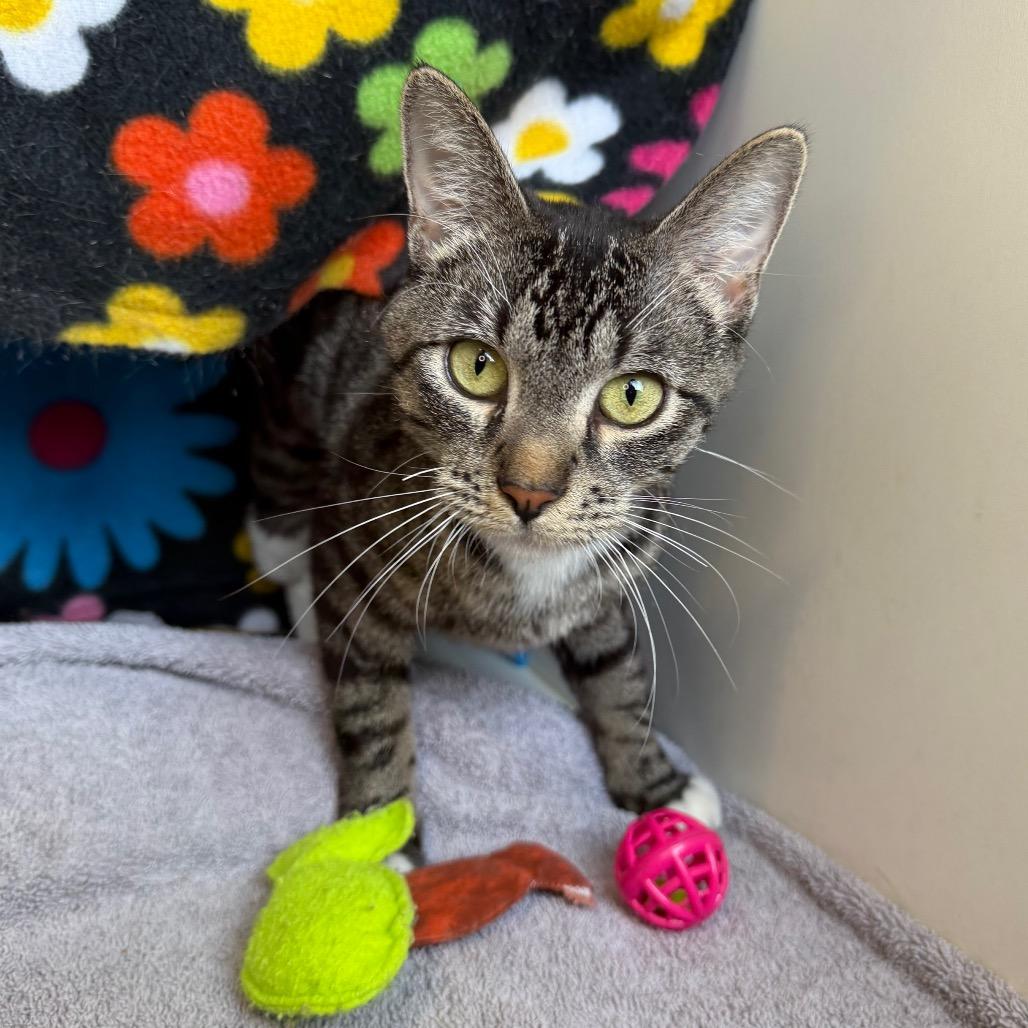 Nimble, a Adoptable Domestic Short Hair in Council Bluffs, IA image 3/6