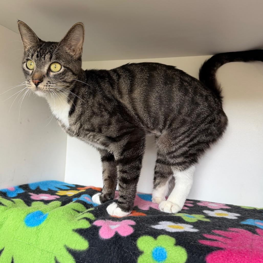 Nimble, a Adoptable Domestic Short Hair in Council Bluffs, IA image 4/6