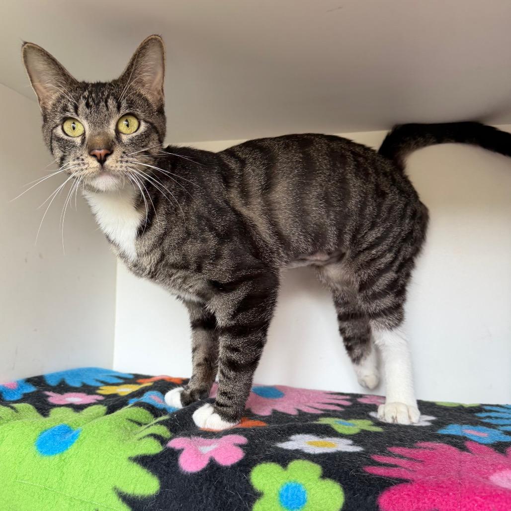 Nimble, a Adoptable Domestic Short Hair in Council Bluffs, IA image 5/6