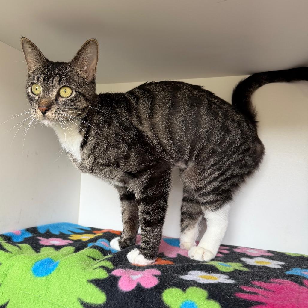 Nimble, a Adoptable Domestic Short Hair in Council Bluffs, IA image 6/6