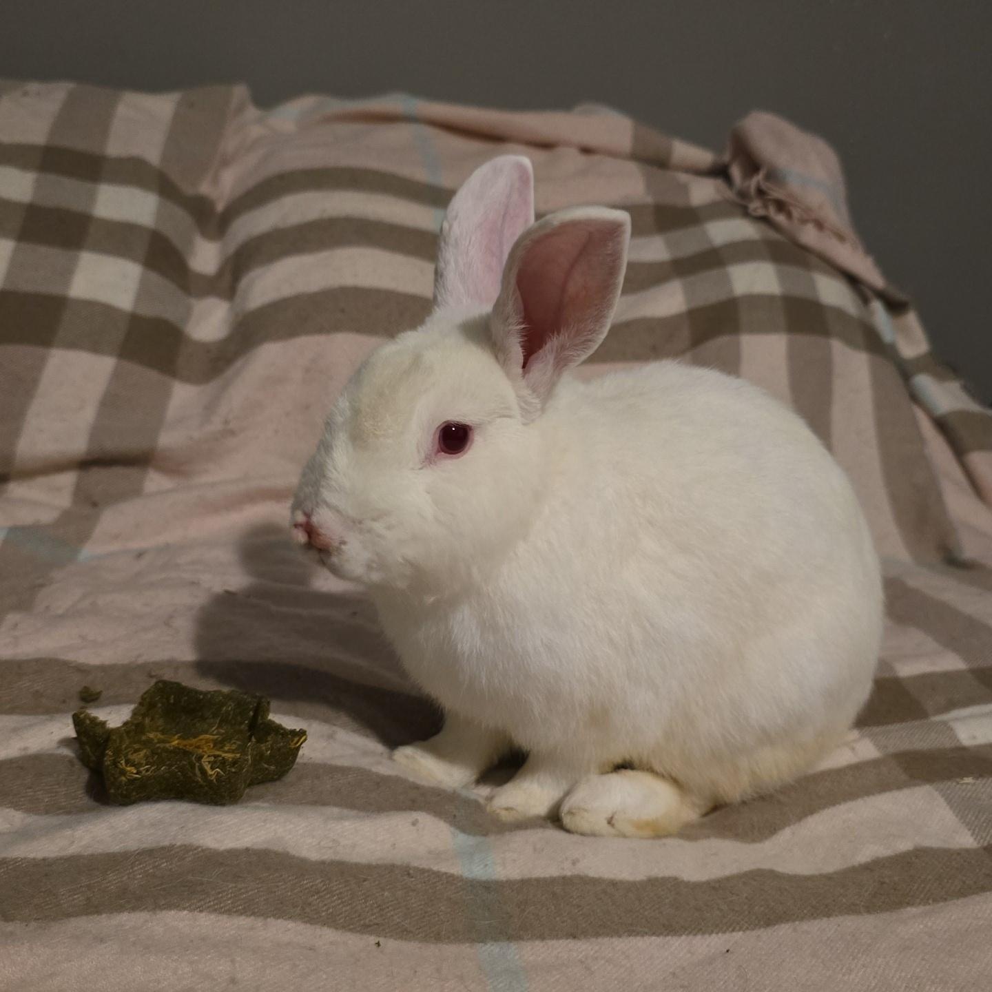 Paul McCartney, a ADOPTABLE New Zealand in Knoxville, TN image 2/3