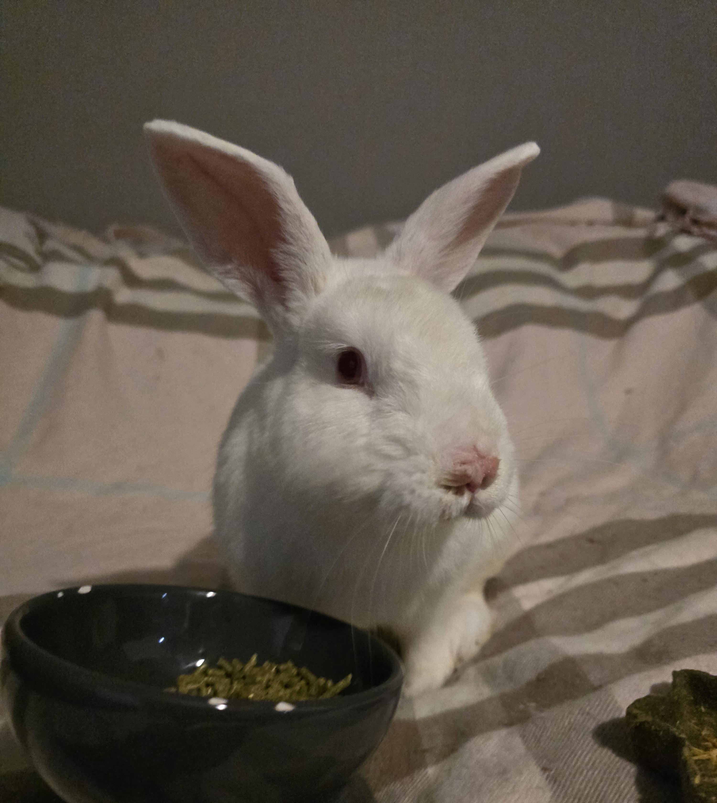 Paul McCartney, a ADOPTABLE New Zealand in Knoxville, TN image 3/3