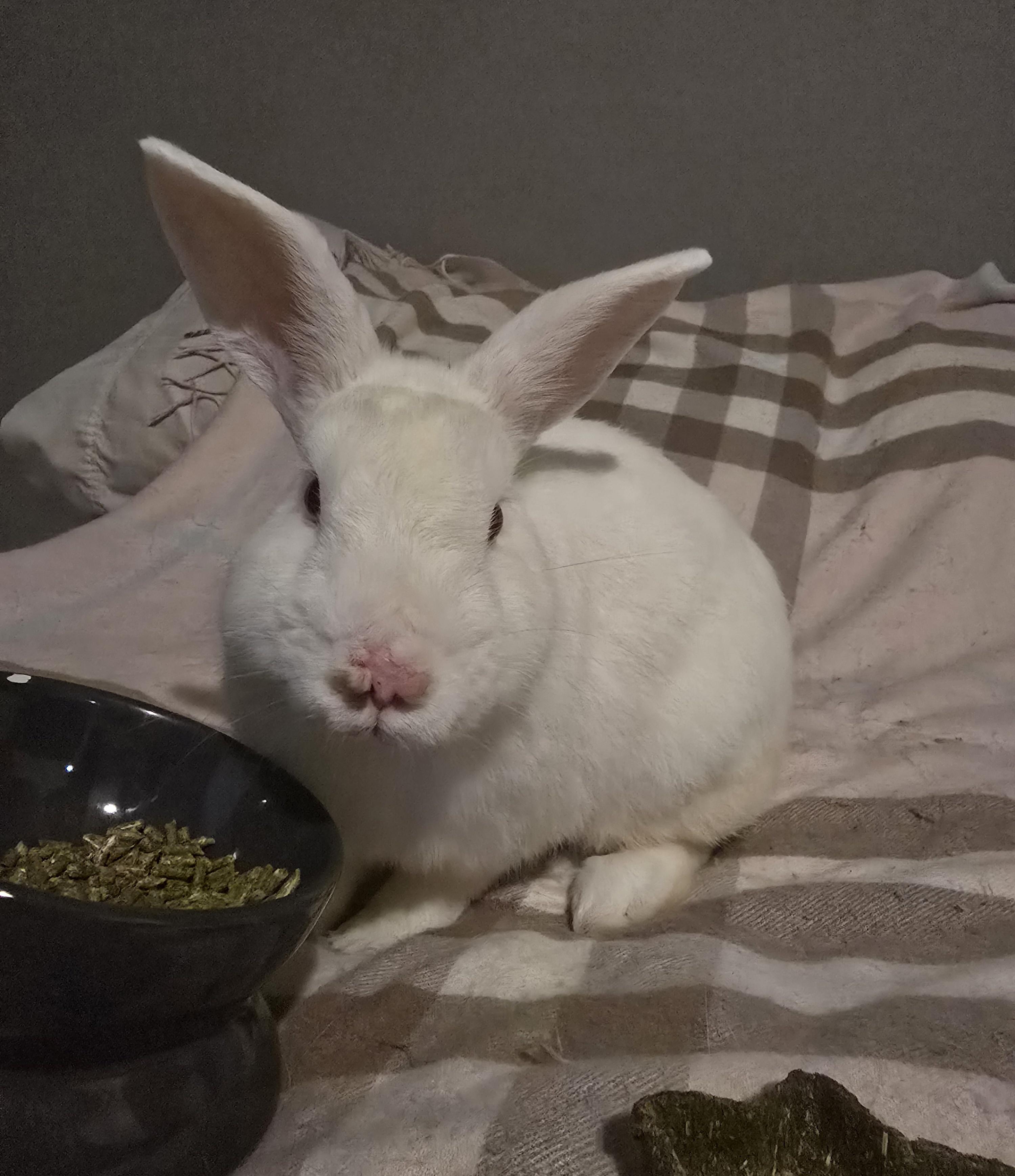 Paul McCartney, ADOPTABLE, Young Male New Zealand.