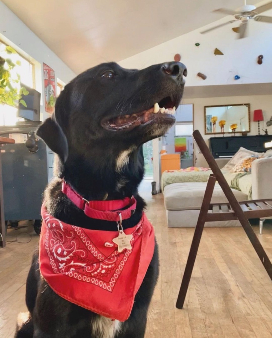 Saydee, Adopted, Adult Female Black Labrador Retriever & Golden Retriever.