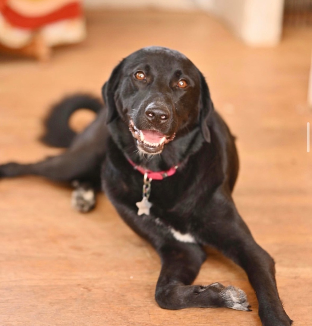 Enlarge Saydee, a Adopted mixed breed in Johnson City, TX image 2/4