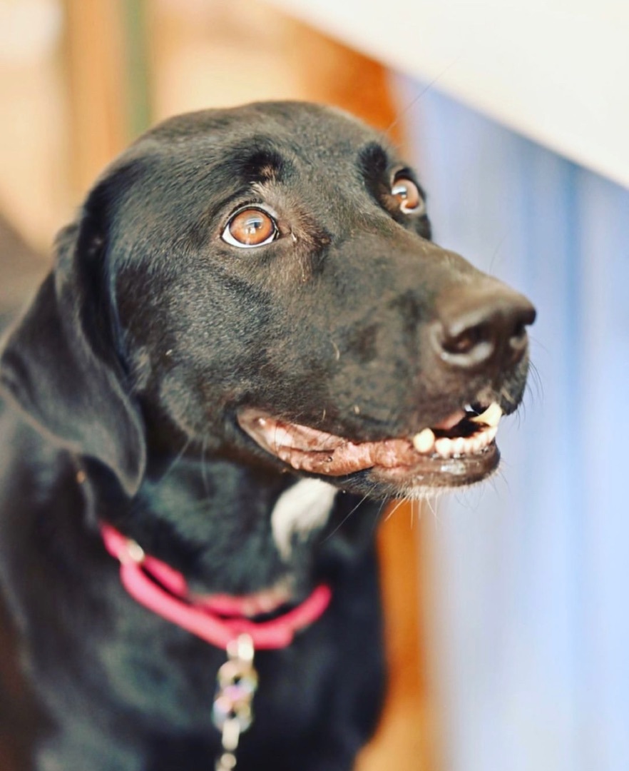 Enlarge Saydee, a Adopted mixed breed in Johnson City, TX image 3/4