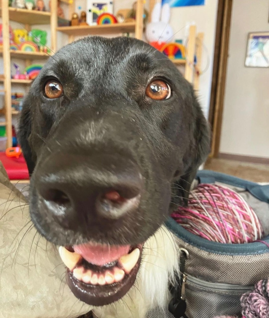 Enlarge Saydee, a Adopted mixed breed in Johnson City, TX image 4/4