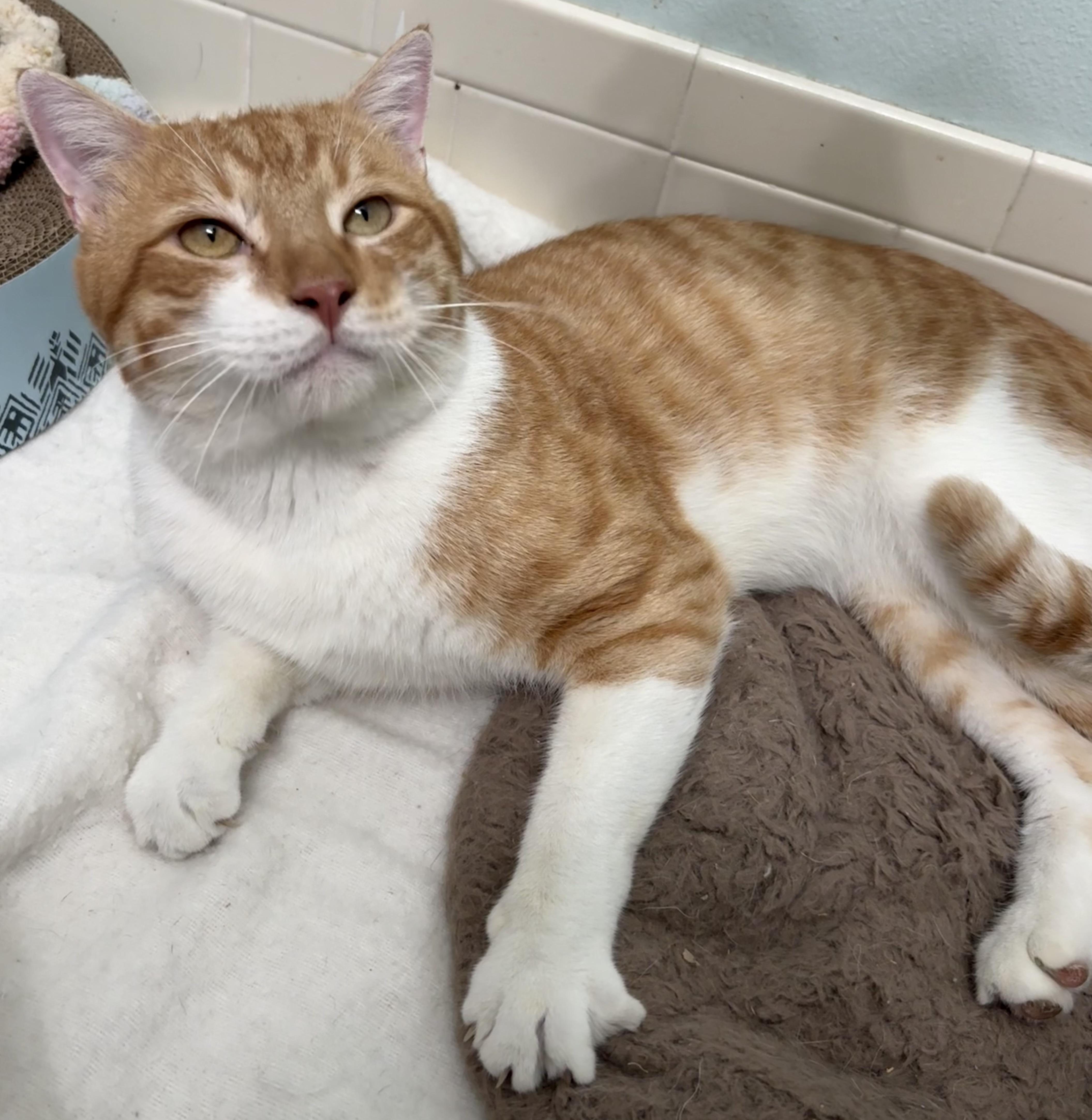 Sunny D, Adoptable, Young Male Tiger.