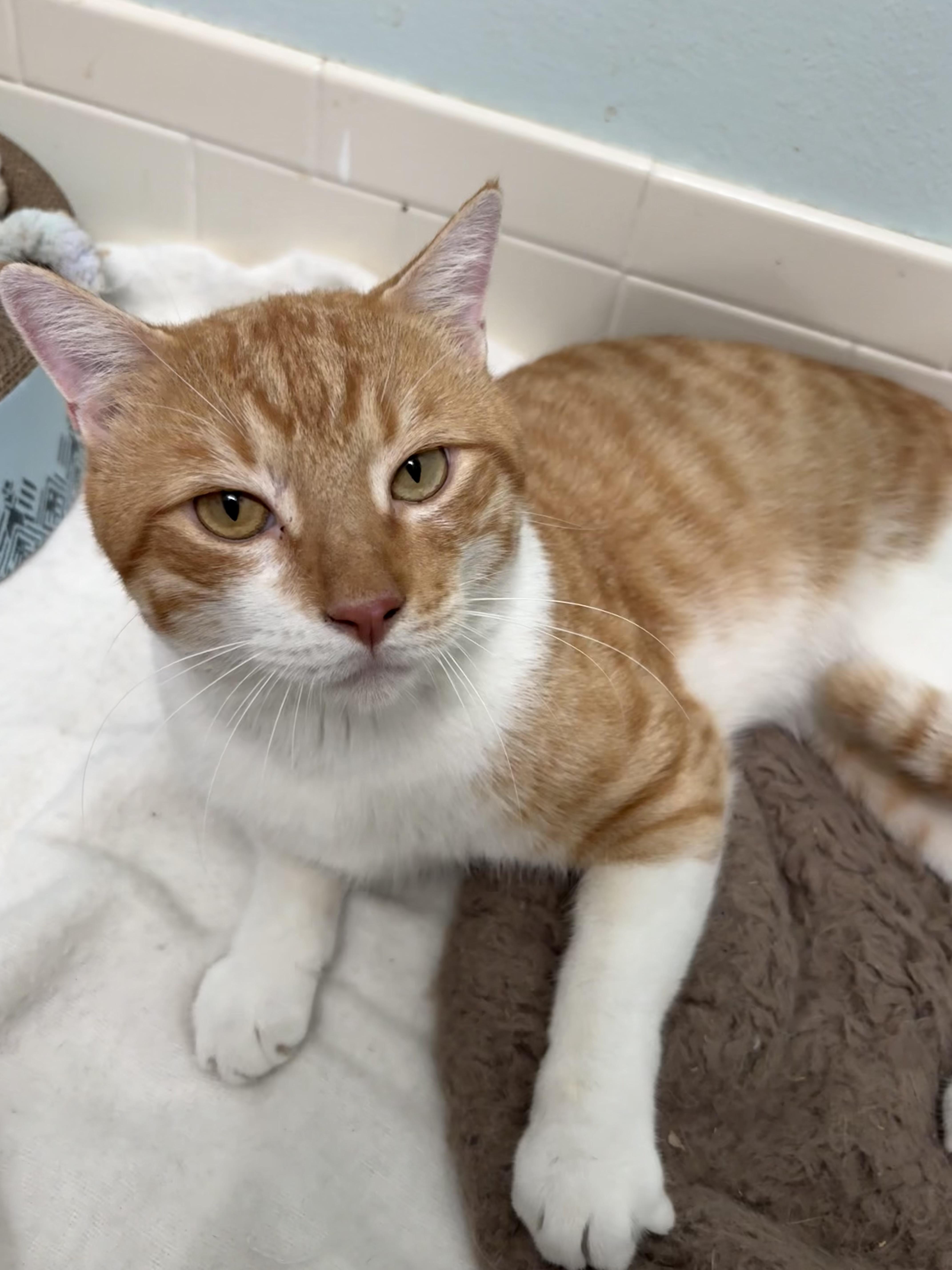 Enlarge Sunny D, a Adoptable Tiger in Brooksville, FL image 6/6