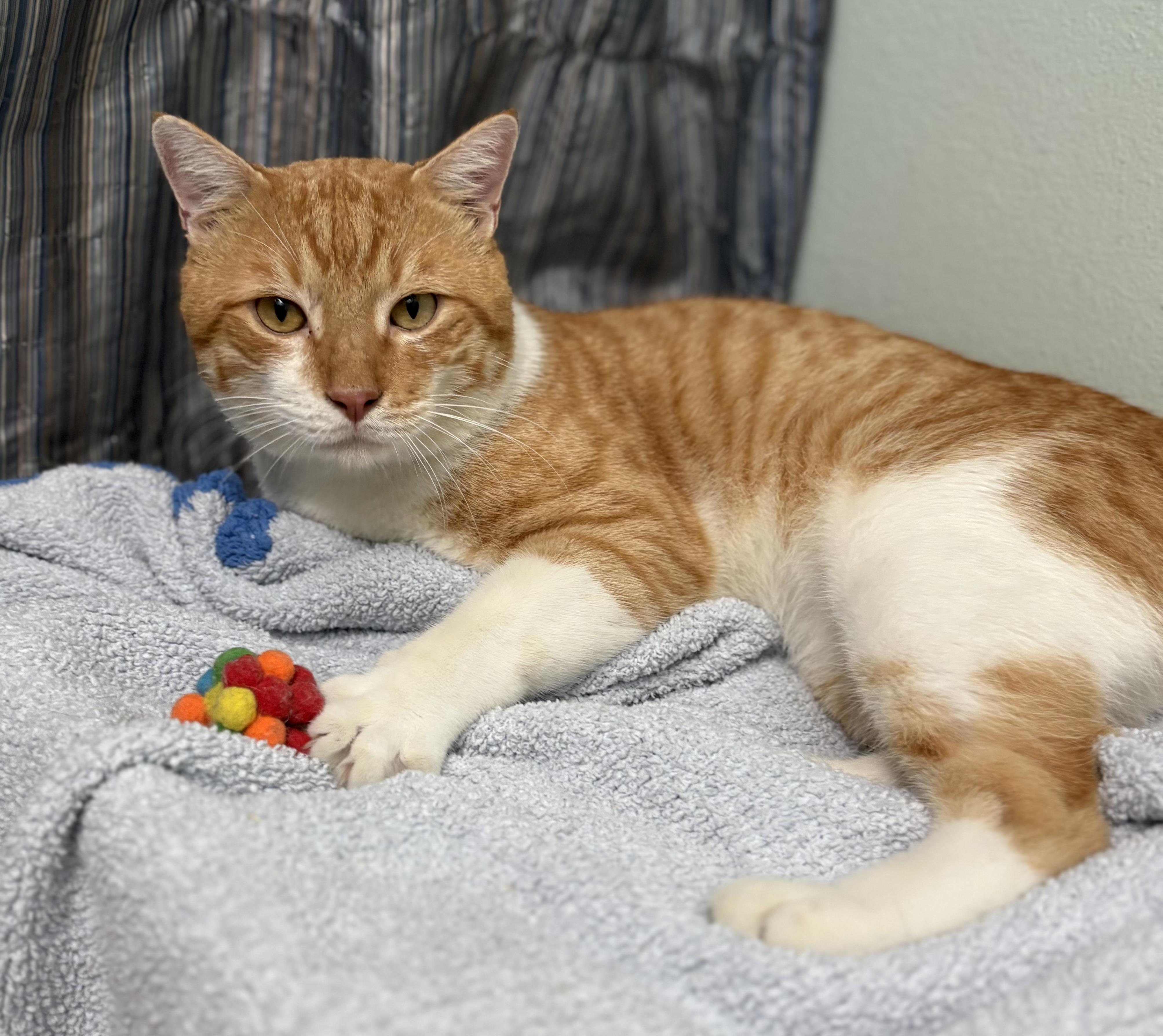 Enlarge Sunny D, a Adoptable Tiger in Brooksville, FL image 3/6