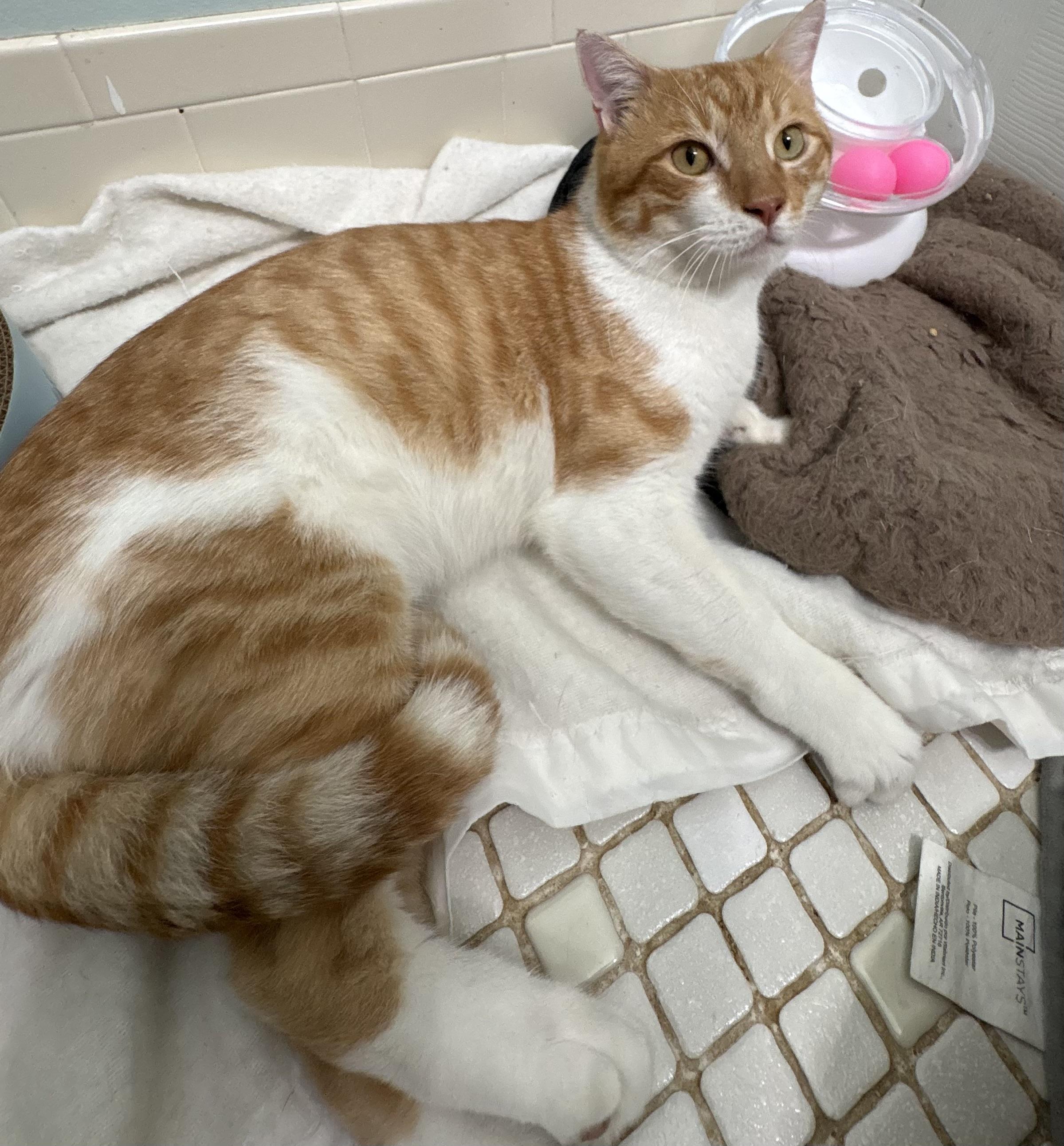 Enlarge Sunny D, a Adoptable Tiger in Brooksville, FL image 4/6