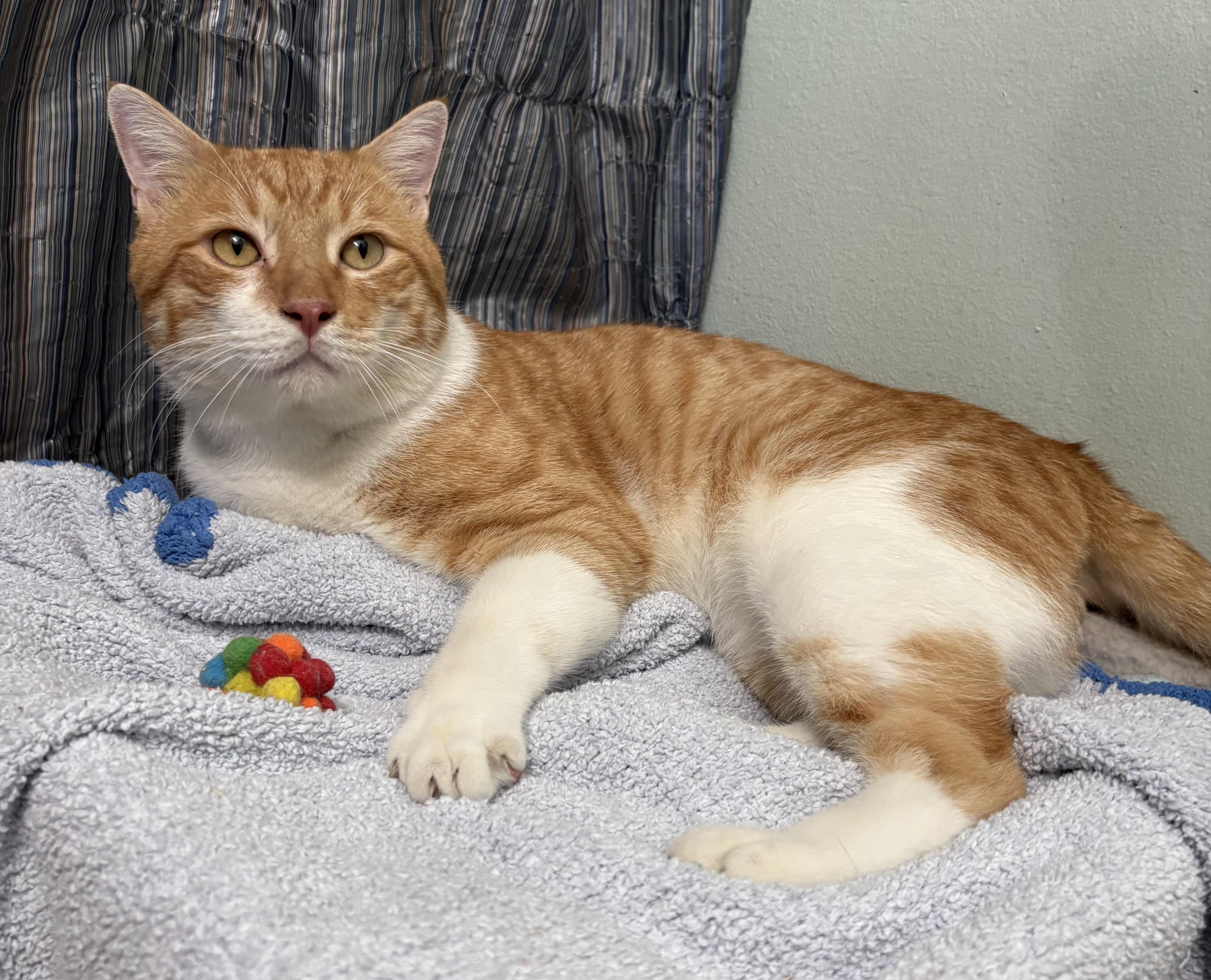 Enlarge Sunny D, a Adoptable Tiger in Brooksville, FL image 5/6