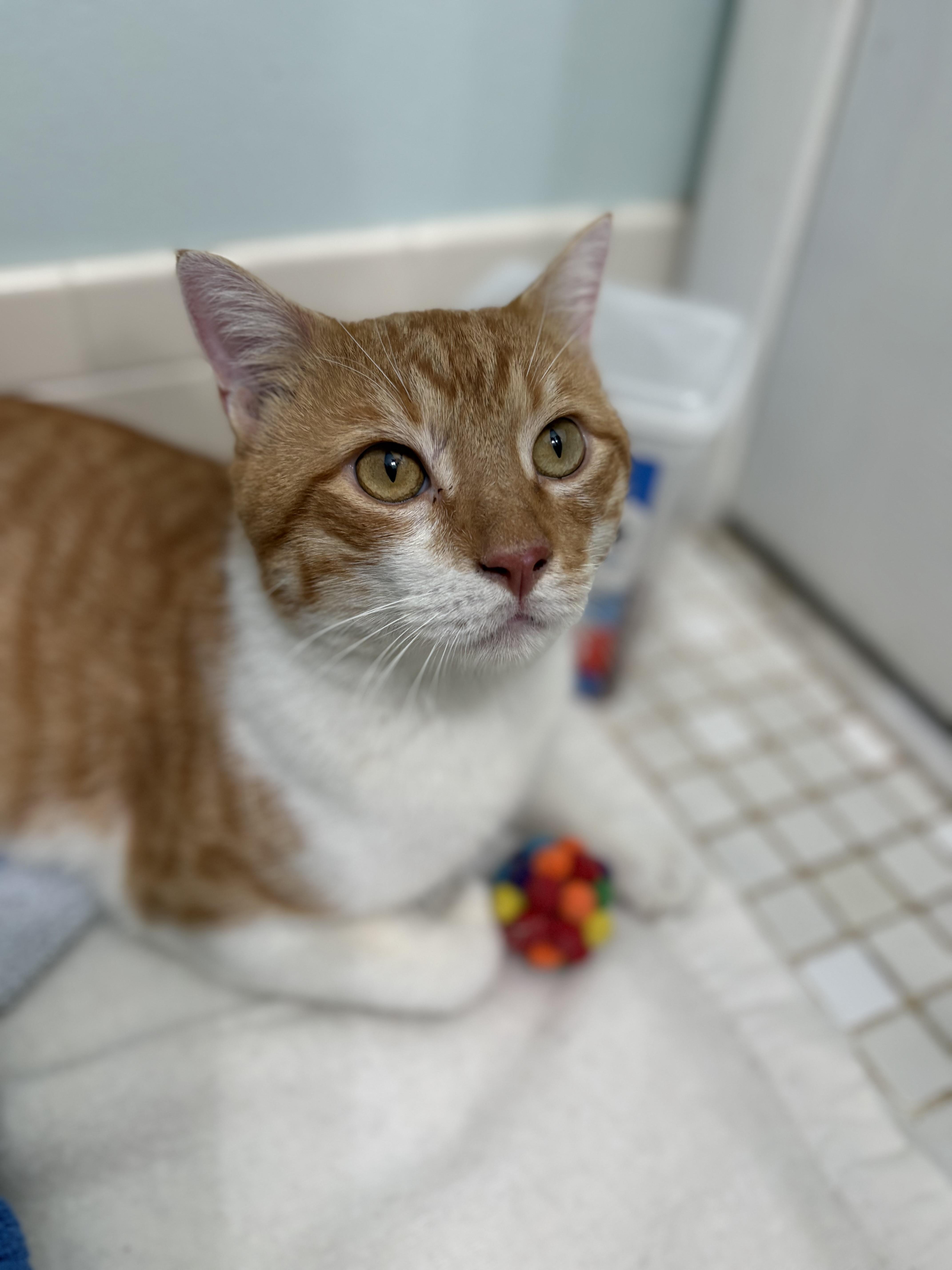 Enlarge Sunny D, a Adoptable Tiger in Brooksville, FL image 2/6