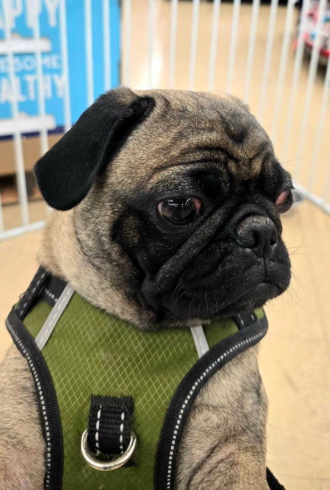 Enlarge Honey, a Adopted Pug in Tucson, AZ image 2/3