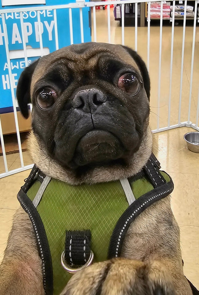 Enlarge Honey, a Adopted Pug in Tucson, AZ image 1/3