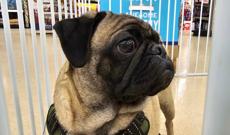 Enlarge Honey, a Adopted Pug in Tucson, AZ image 3/3