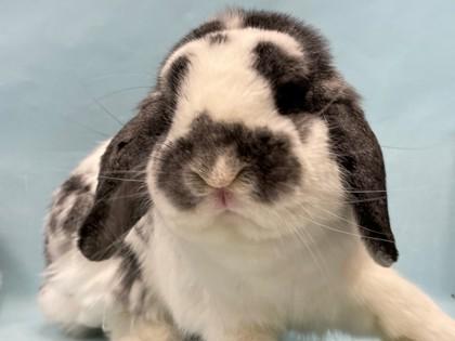 Bobby, Adoptable, Adult Male Holland Lop.