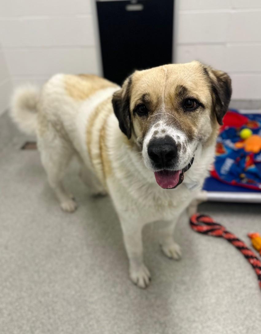 JACKSON, Adoptable, Adult Male Saint Bernard & Great Pyrenees.