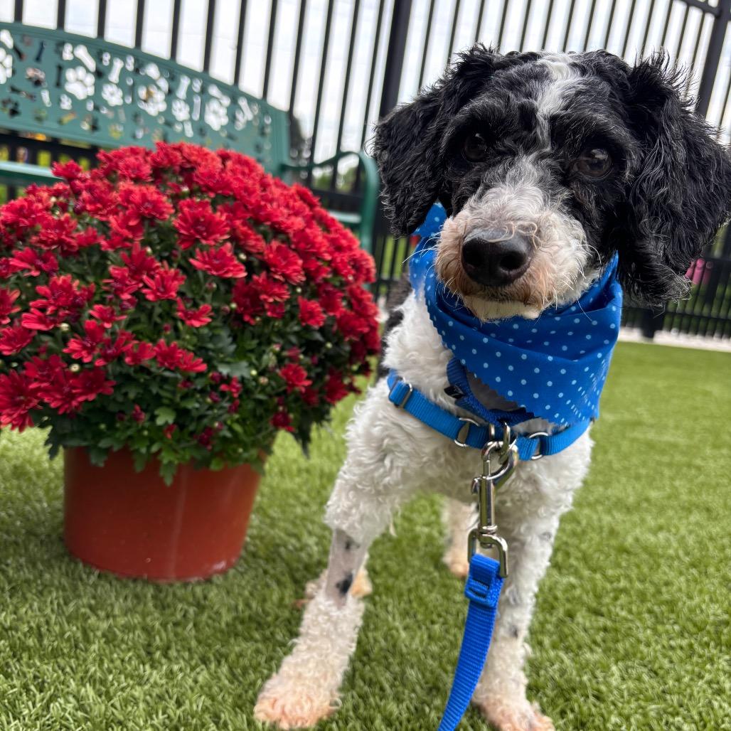 Jasper, Adoptable, Adult Male Miniature Poodle.