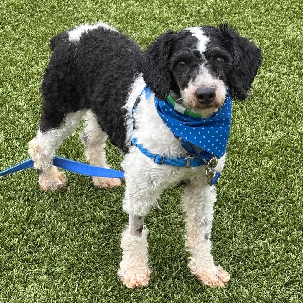 Enlarge Jasper, a Adoptable Miniature Poodle in Fort Wayne, IN image 2/5