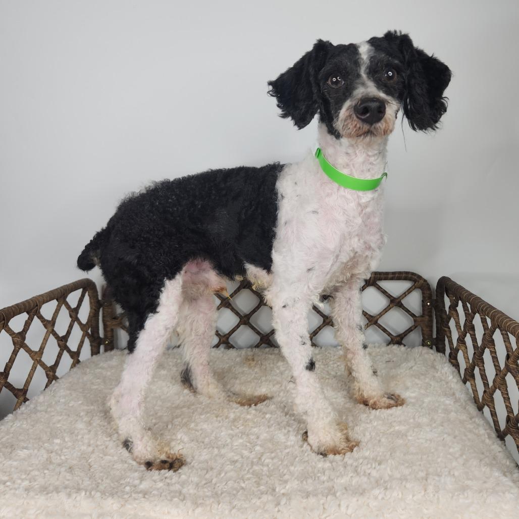 Enlarge Jasper, a Adoptable Miniature Poodle in Fort Wayne, IN image 3/5