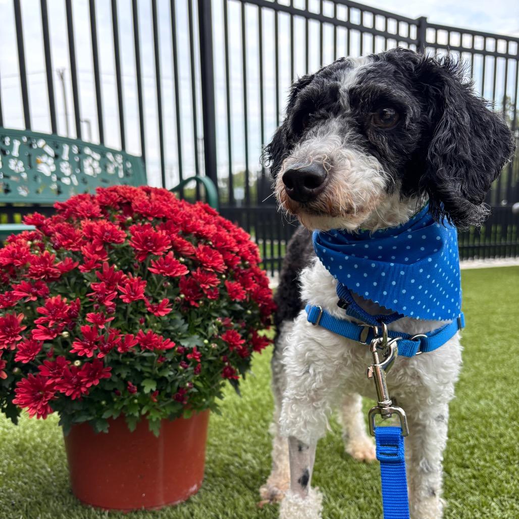 Enlarge Jasper, a Adoptable Miniature Poodle in Fort Wayne, IN image 4/5