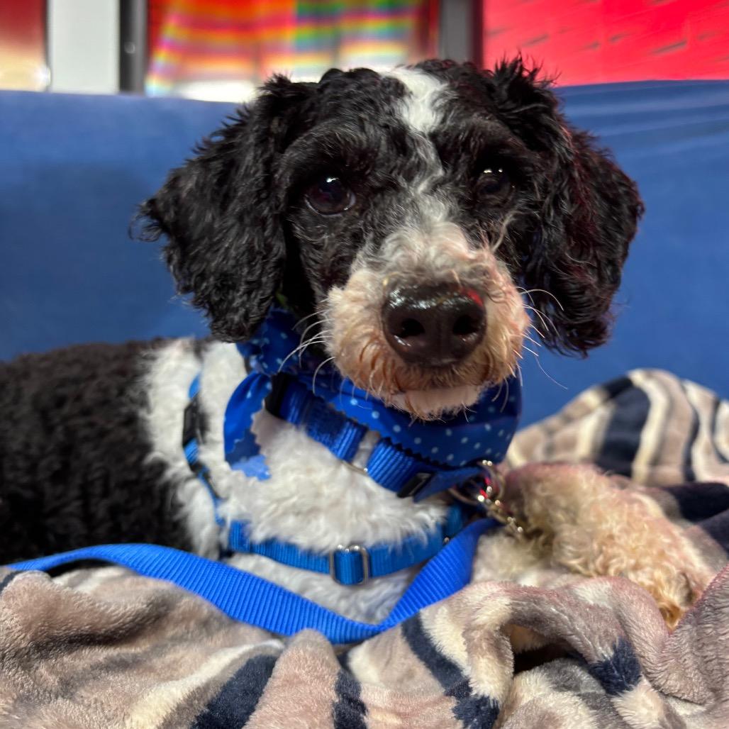 Enlarge Jasper, a Adoptable Miniature Poodle in Fort Wayne, IN image 5/5