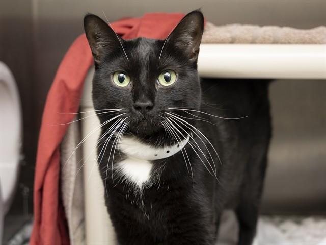 Enlarge SCARLET, a Adoptable Domestic Short Hair in Phoenix, AZ image 1/1