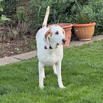 Brie, Adoptable, Adult Female Hound.