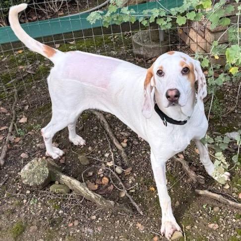 Enlarge Brie, a Adoptable Hound in Nowata, OK image 2/4